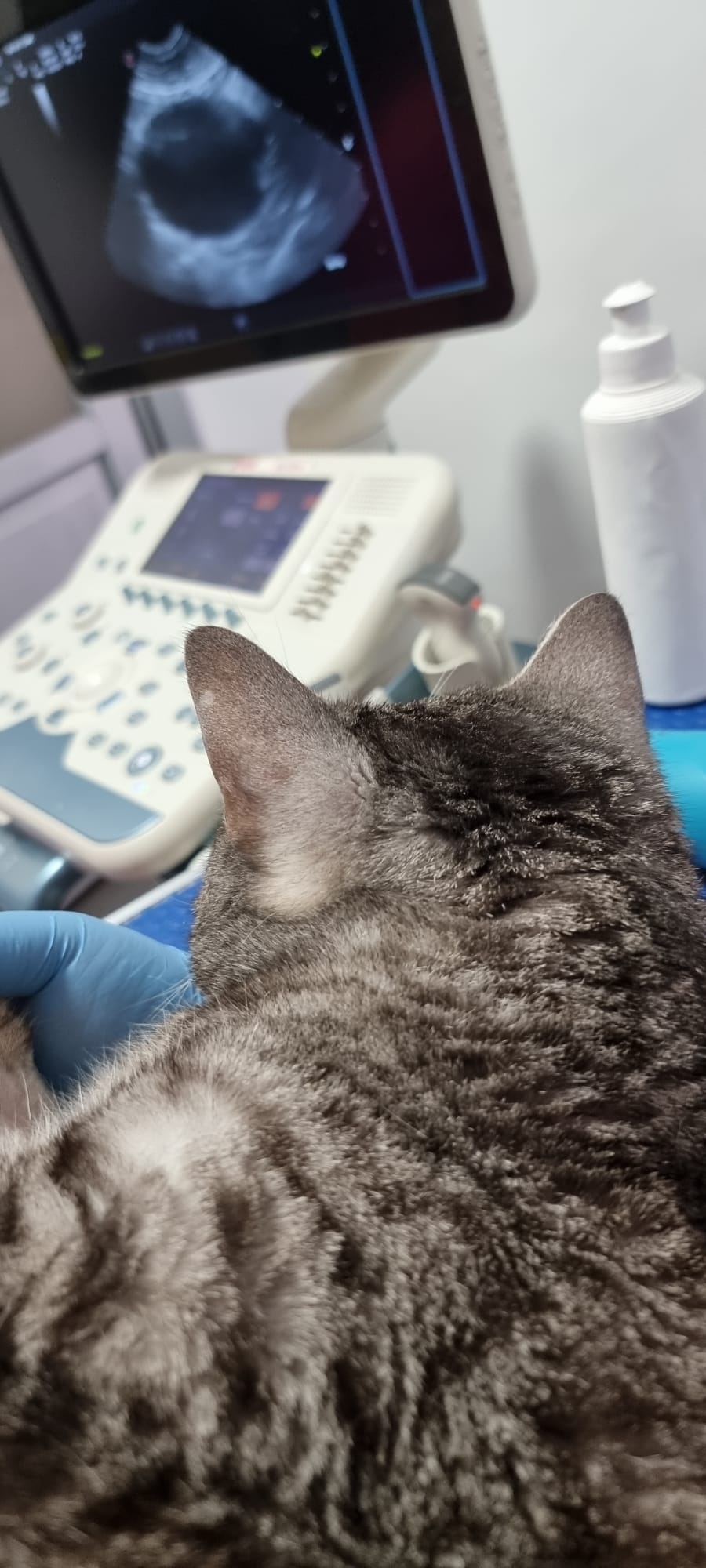 RX/Ultrasound interpretation