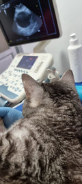 RX/Ultrasound interpretation